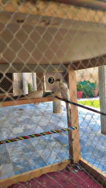 cockatiel  pair sake 2 female one fmle free 2