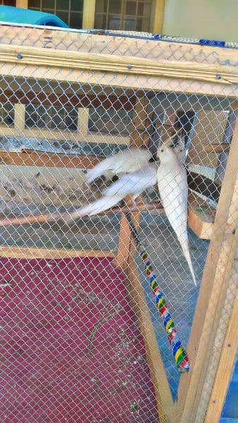 cockatiel  pair sake 2 female one fmle free 3