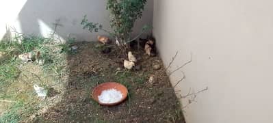 Desi misri chicks for sale