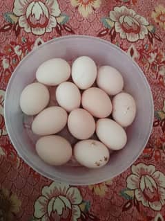 desi mesri hens ka egg available per 50egg