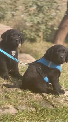 Labrador male female available pdegree