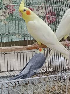 Cocktail Parrots For Sale Per Parrot 2200 0