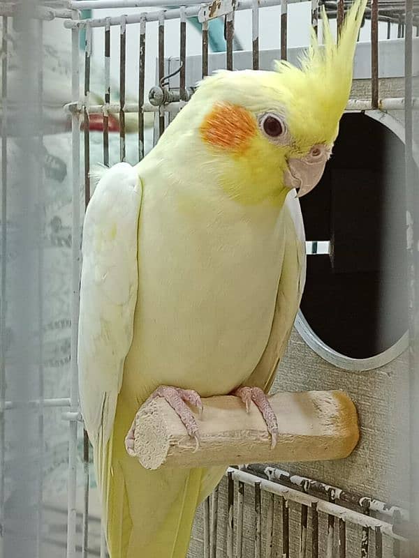 Cocktail Parrots For Sale Per Parrot 2200 1