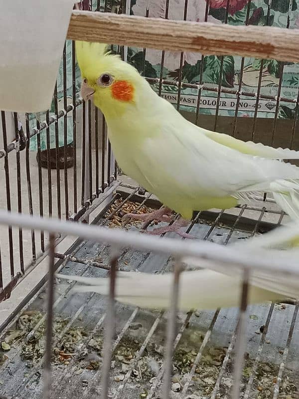 Cocktail Parrots For Sale Per Parrot 2200 2