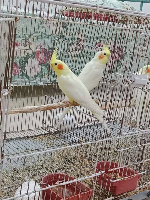 Cocktail Parrots For Sale Per Parrot 2200 3