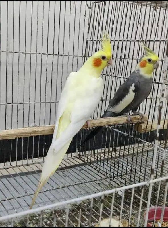 Cocktail Parrots For Sale Per Parrot 2200 4