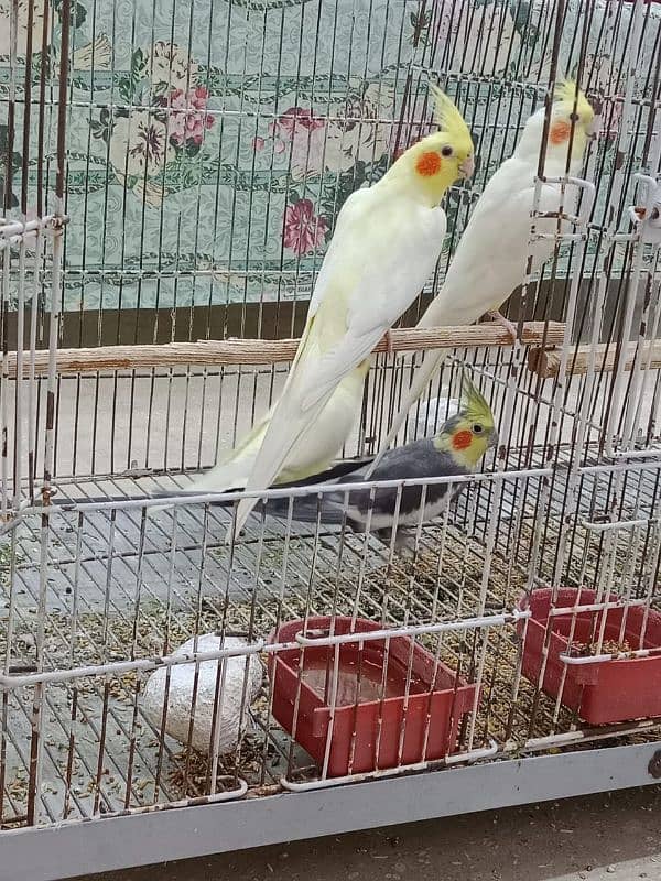 Cocktail Parrots For Sale Per Parrot 2200 7