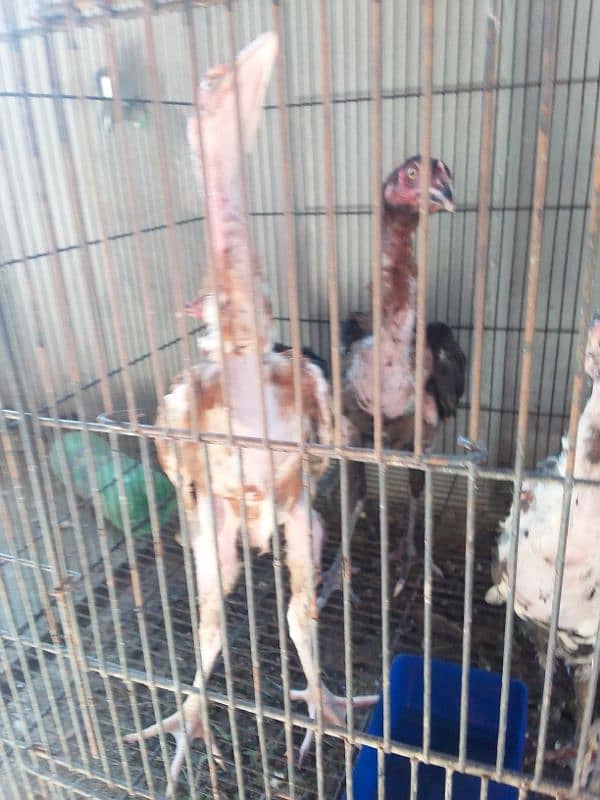 Aseel chicks for sale 1