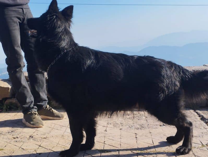 longcoat female german shepherd female 1