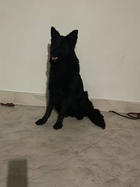 longcoat female german shepherd female 2