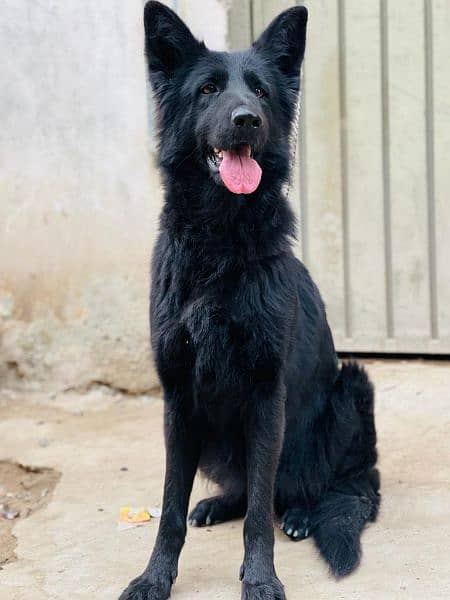 longcoat female german shepherd female 3