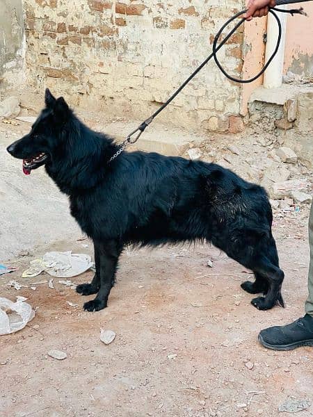 longcoat female german shepherd female 4