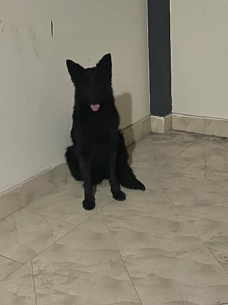 longcoat female german shepherd female 5