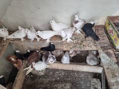 Fancy Pigeons black mukhiye frill