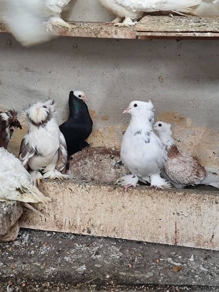 Fancy Pigeons black mukhiye frill 1