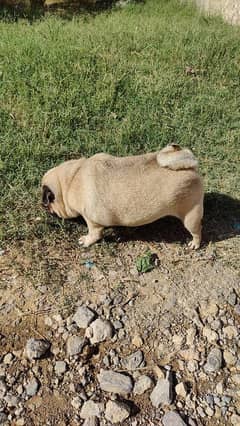 Imported Pug for Sale in Extreme Healthy Size