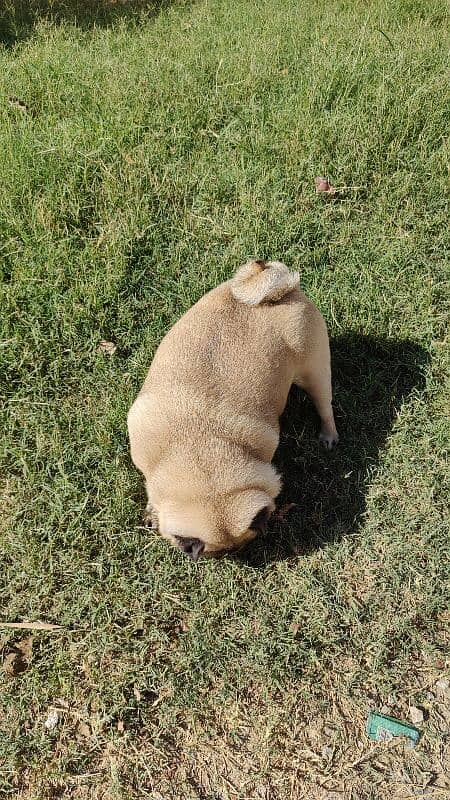 Imported Pug for Sale in Extreme Healthy Size 1