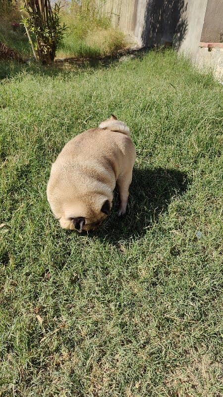 Imported Pug for Sale in Extreme Healthy Size 2