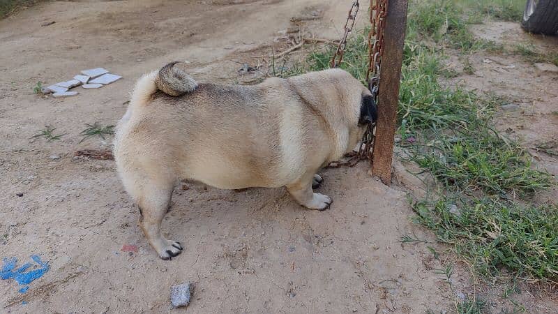 Imported Pug for Sale in Extreme Healthy Size 3