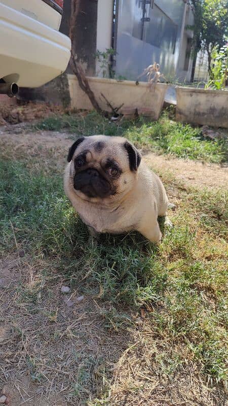 Imported Pug for Sale in Extreme Healthy Size 4