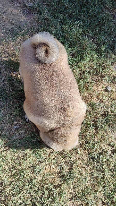 Imported Pug for Sale in Extreme Healthy Size 6