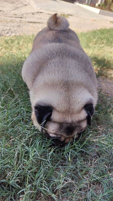 Imported Pug for Sale in Extreme Healthy Size 8