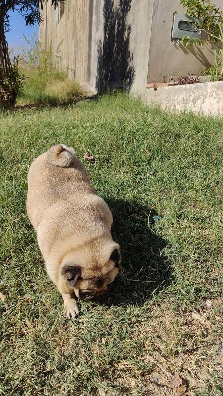 Imported Pug for Sale in Extreme Healthy Size 9