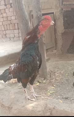 amroha aseel hin male for sale 0