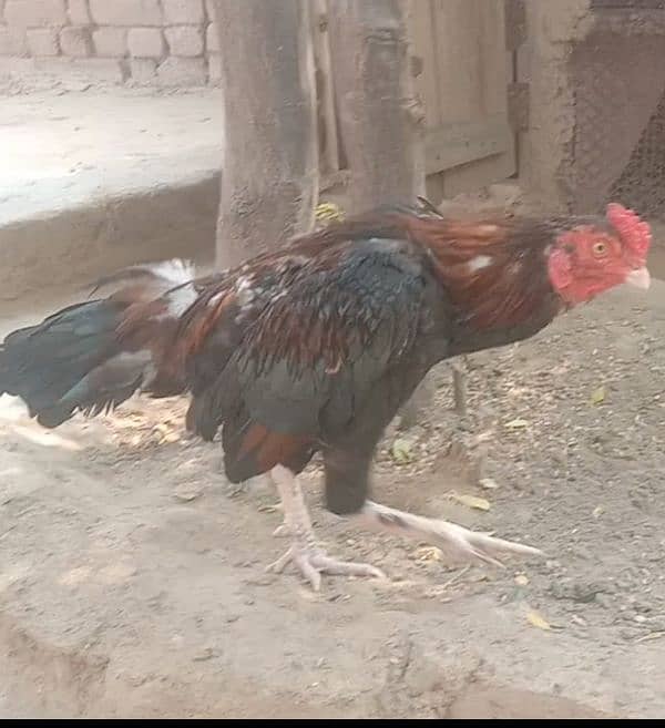 amroha aseel hin male for sale 3