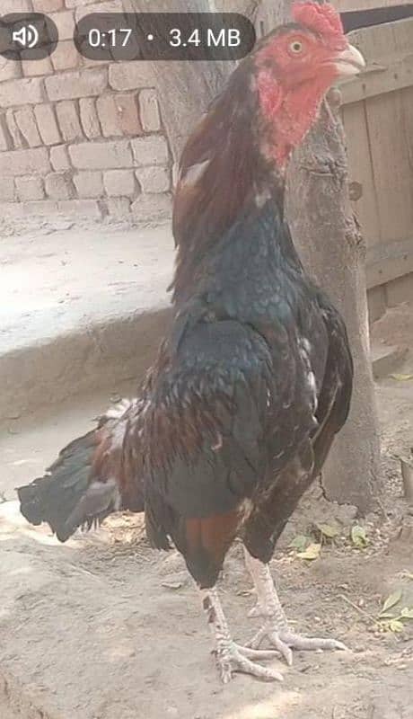 amroha aseel hin male for sale 4