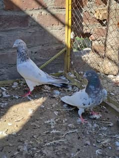 pair fr sale . chudry sakhi wali tady female