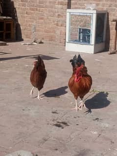 desi hens pair