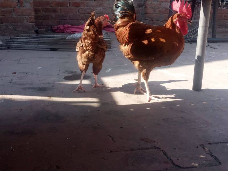 desi hens pair 1