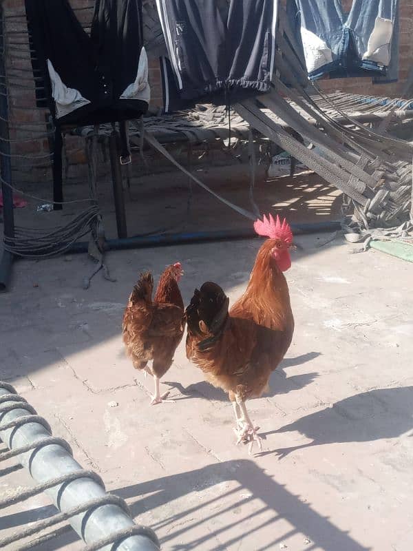 desi hens pair 2