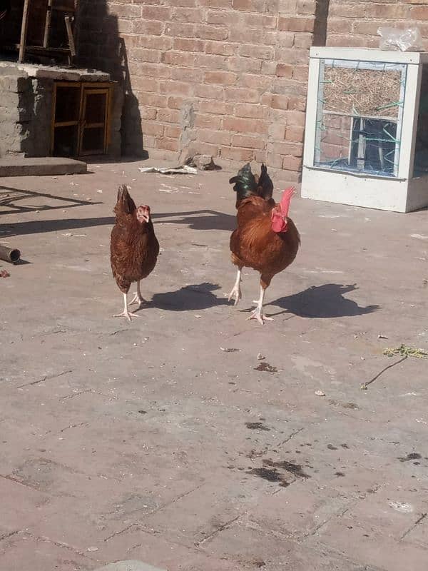 desi hens pair 3