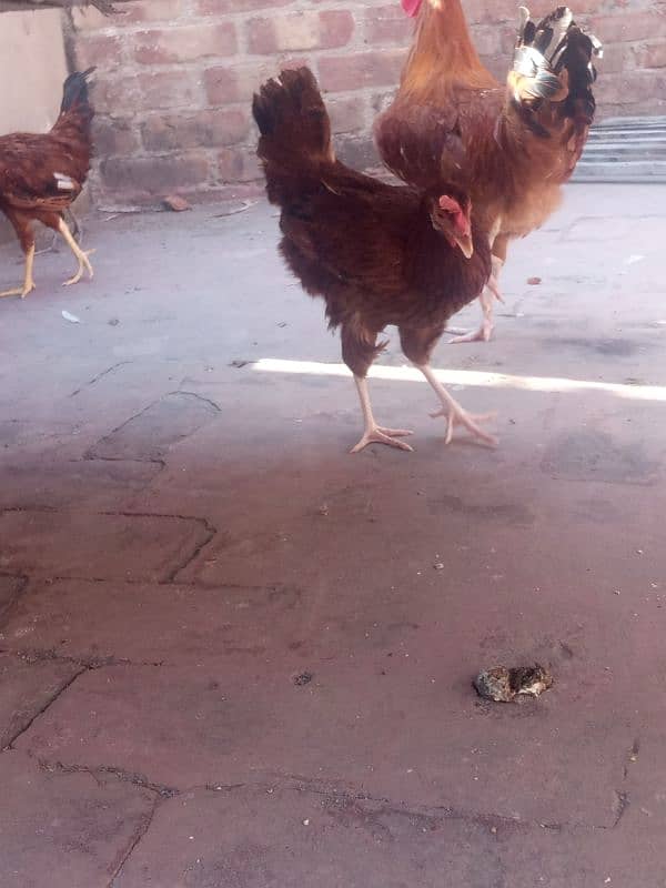 desi hens pair 6