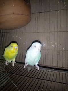 lovebird 2 pair in responsible price