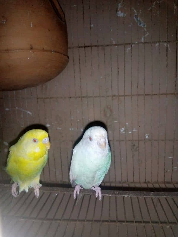 Australian Red eye  lovebird 2 pair in responsible price 1