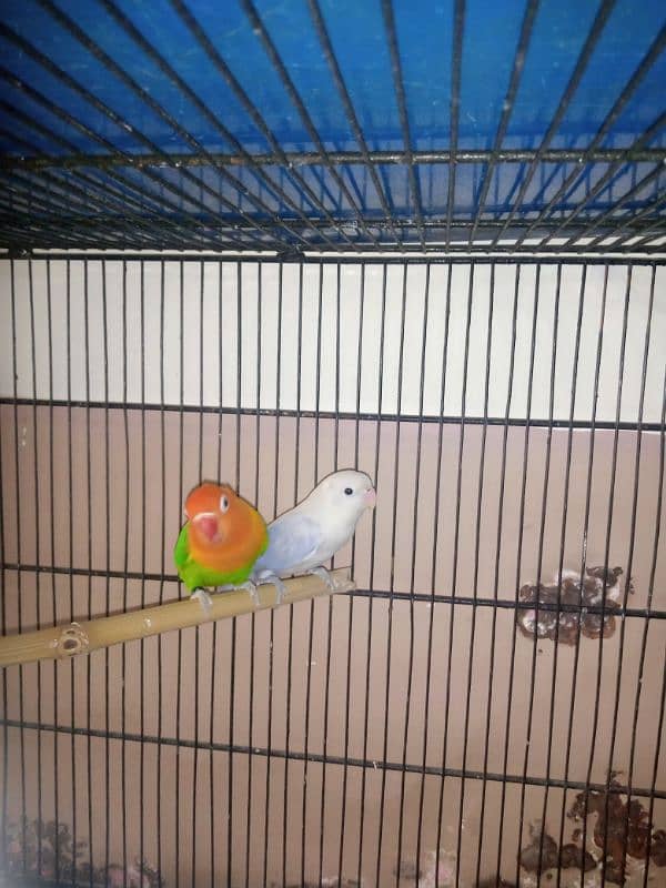 Australian Red eye  lovebird 2 pair in responsible price 3