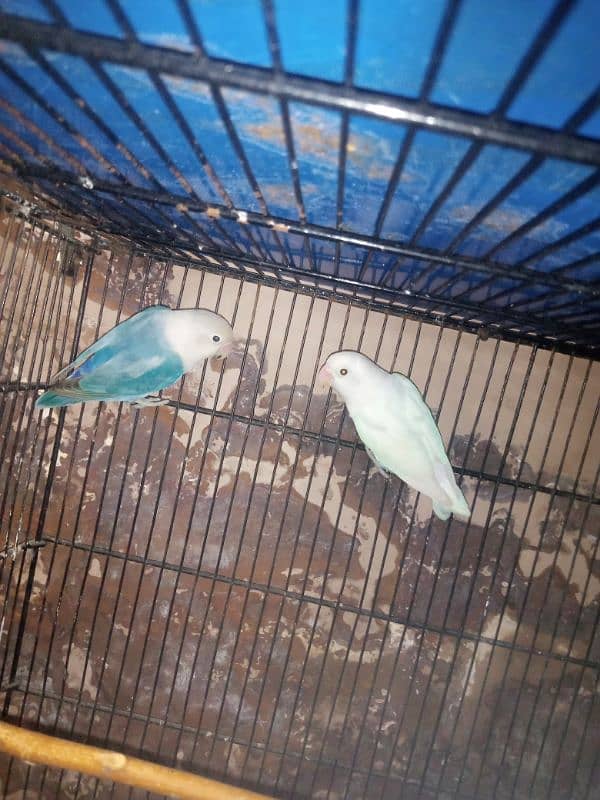 Australian Red eye  lovebird 2 pair in responsible price 4