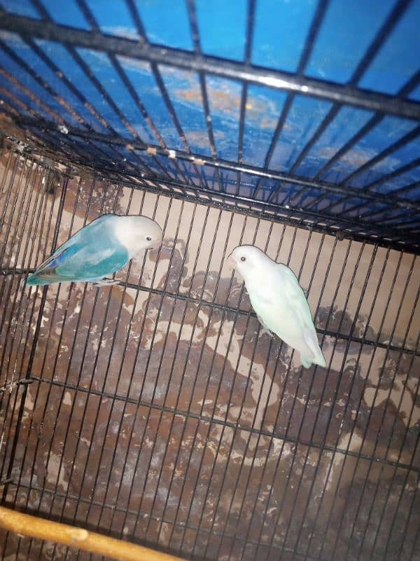 Australian Red eye  lovebird 2 pair in responsible price 5