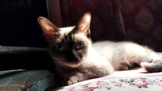 Lynx point Siamese kitten. 7 months old