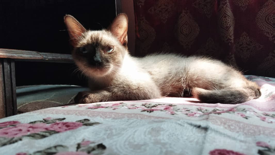 Price is negotiable. Siamese kitten. 7 months old 1