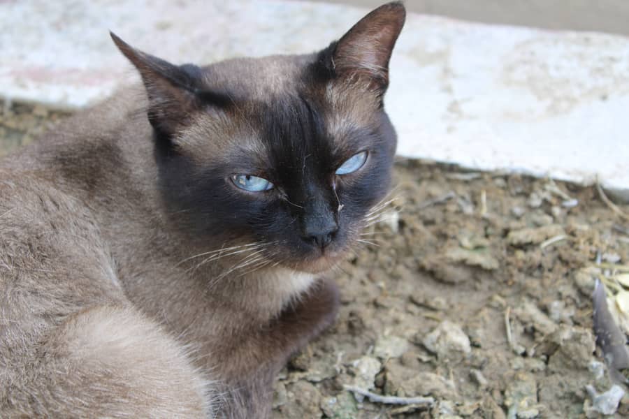 Lynx point Siamese kitten. 7 months old 3