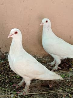 motana pair