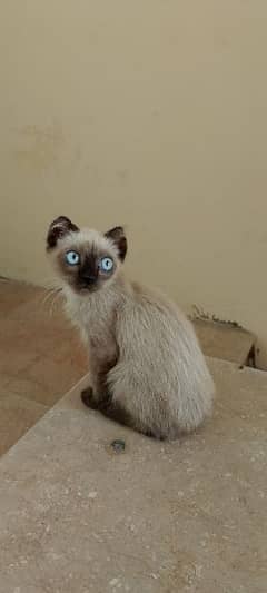 Siamese kitten