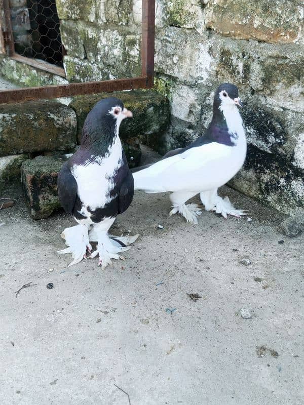 breader pair for sale contact 03145681689 7