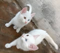 white Persian blue and yellow eye colour double coated kittens