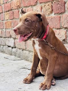 American Pit Bull Terrier  | bull dog | Pit Bull | bull | Dog