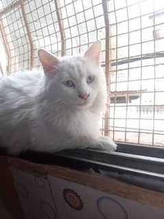 Persian male cat in good quality fully friendly cat